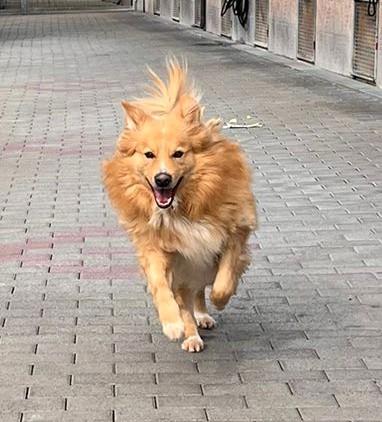 DIOR CAGNOLINO FULVO Foto 5